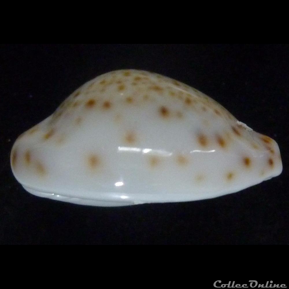 coquillages fossiles gastropoda turdus nv pardalina