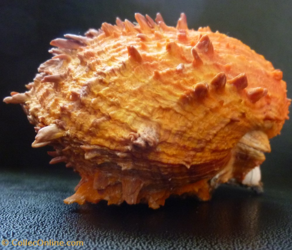 ictericus 2 coquillages fossiles bivalvia ictericus