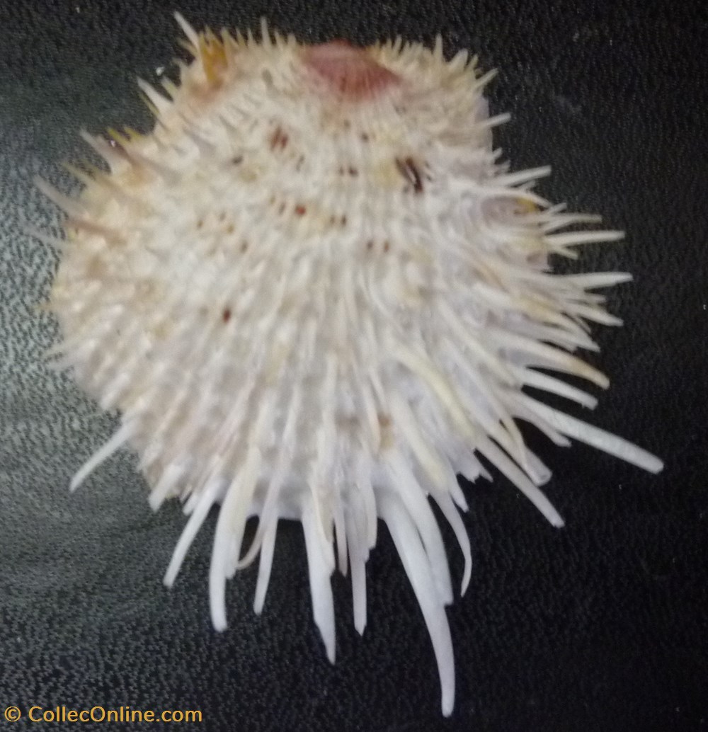 nicobaricus coquillages fossiles bivalvia nicobaricus