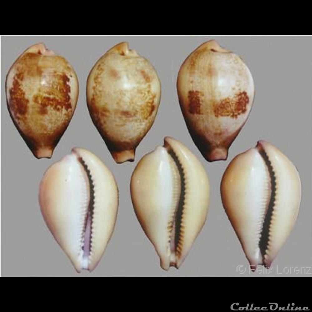 coquillages fossiles alexhuberti