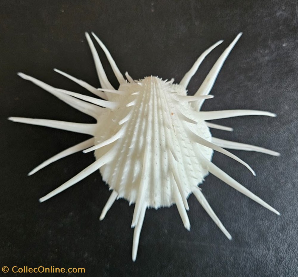imperialis coquillages fossiles bivalvia imperialis