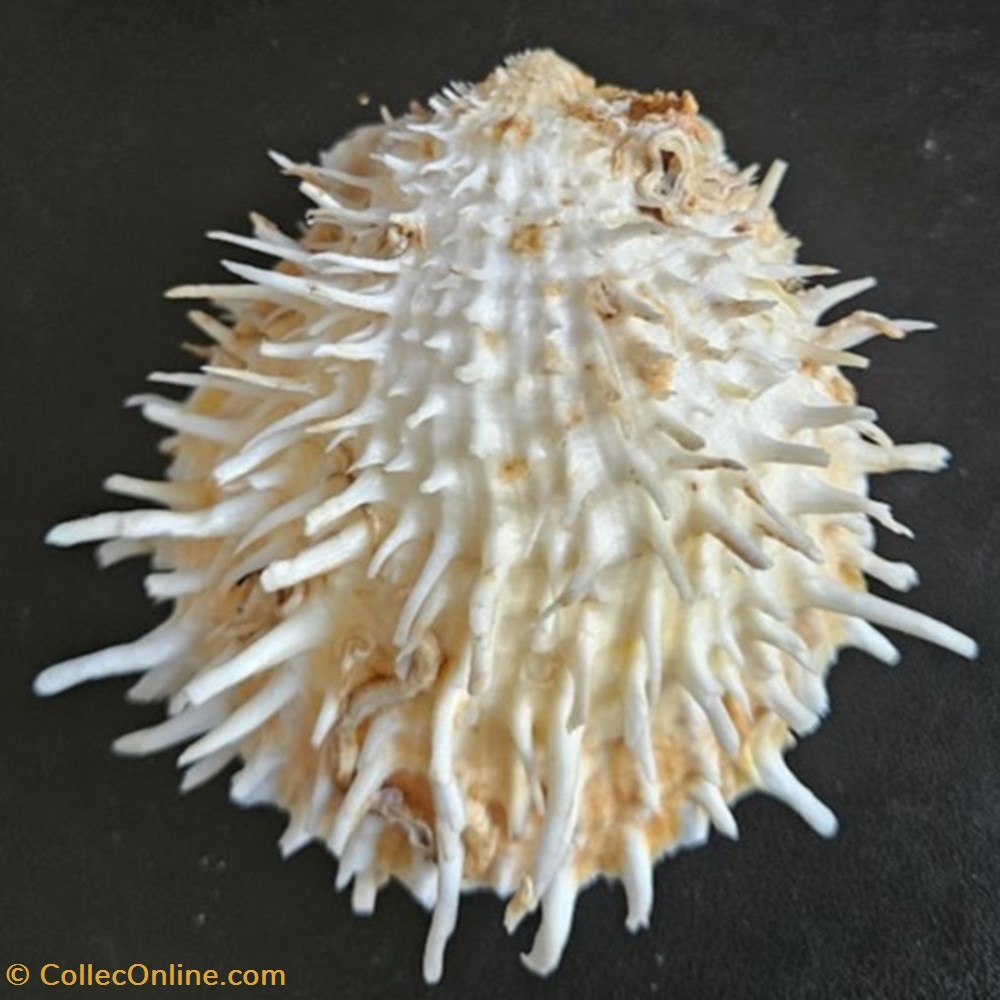 spinosus coquillages fossiles bivalvia spinosus