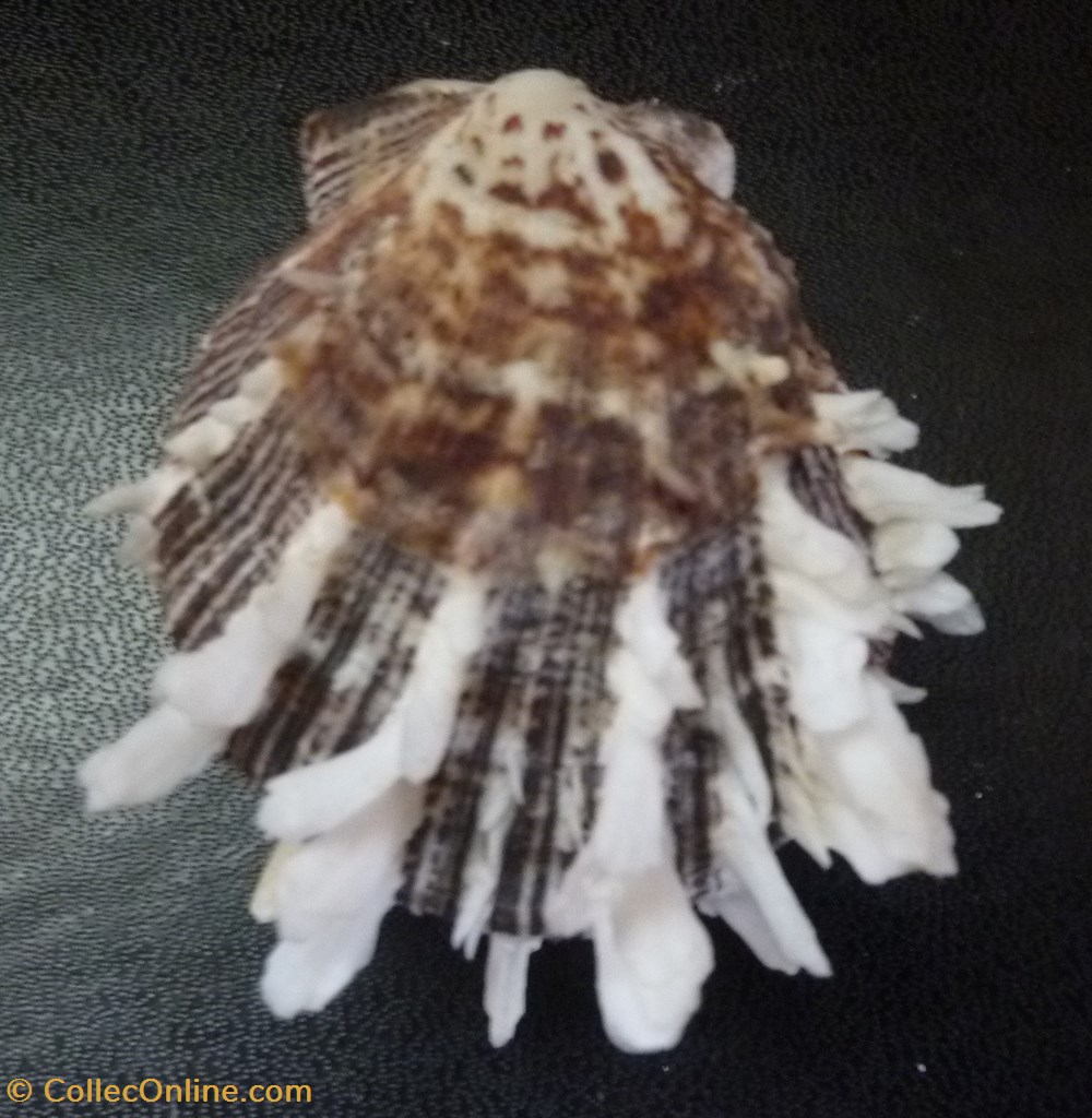 squamosus coquillages fossiles bivalvia squamosus