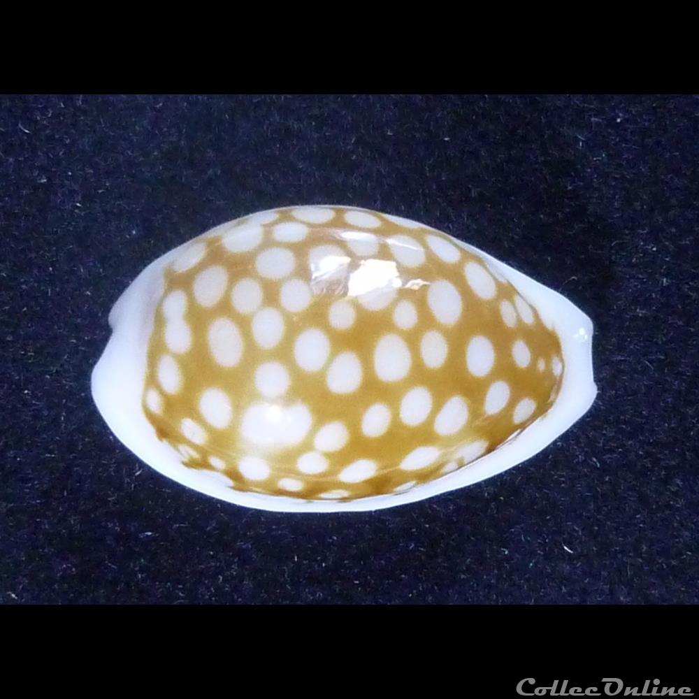 coquillages fossiles gastropoda pour essai
