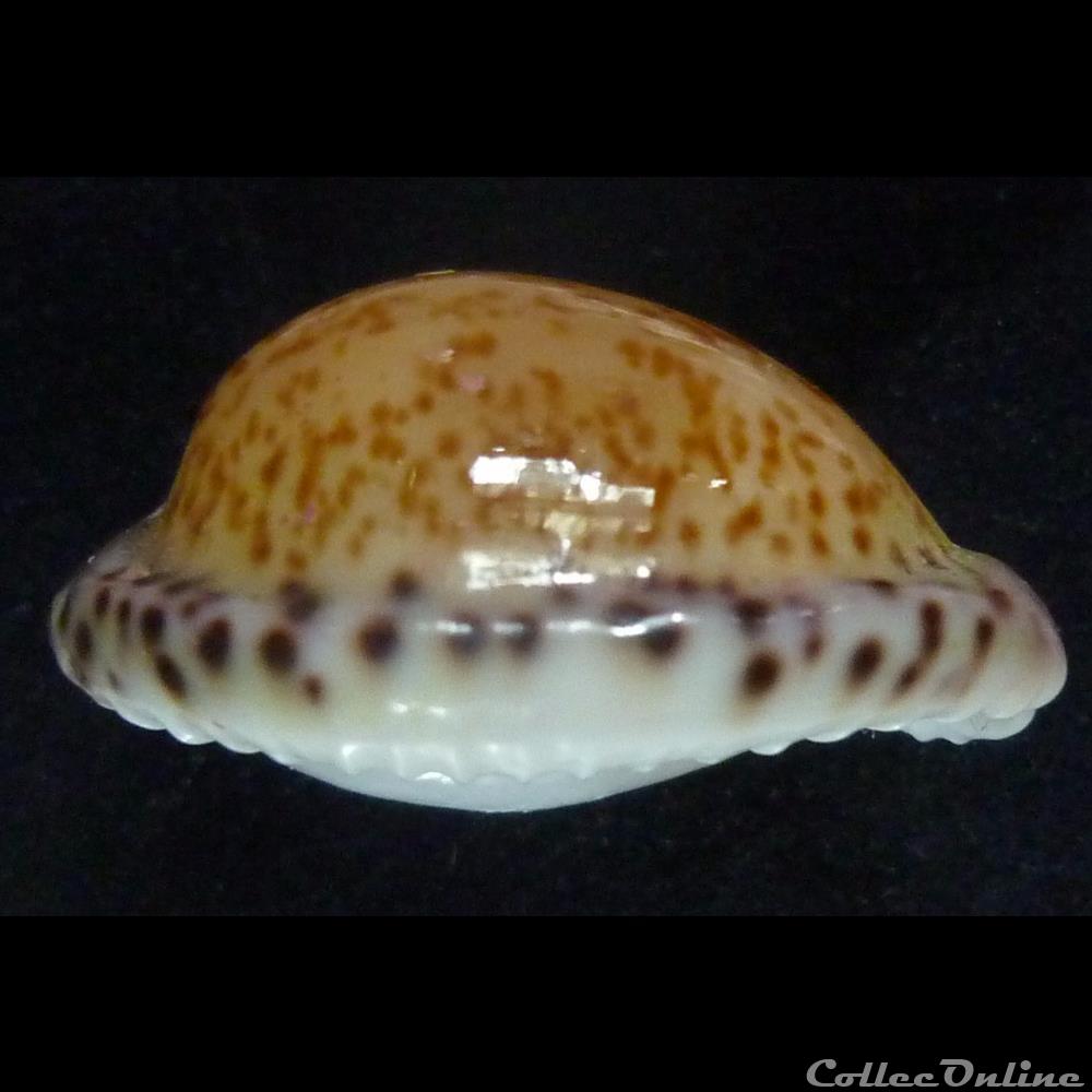 algoensis algoensis 3 coquillages fossiles gastropoda algoensis algoensis