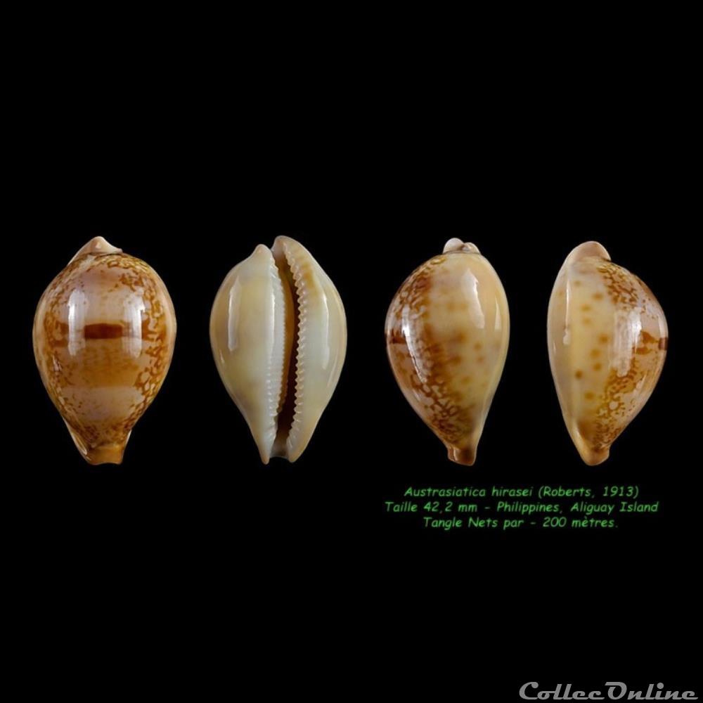coquillages fossiles hirasei