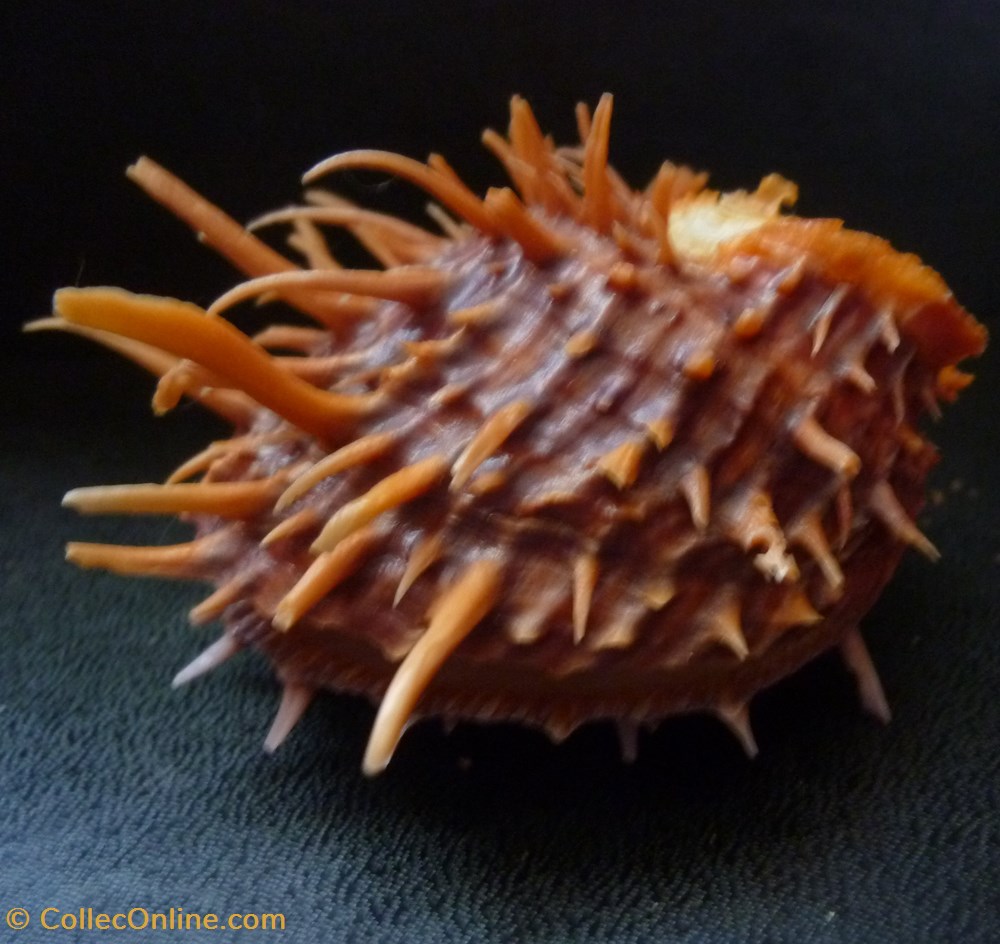 coquillages fossiles bivalvia cuneus