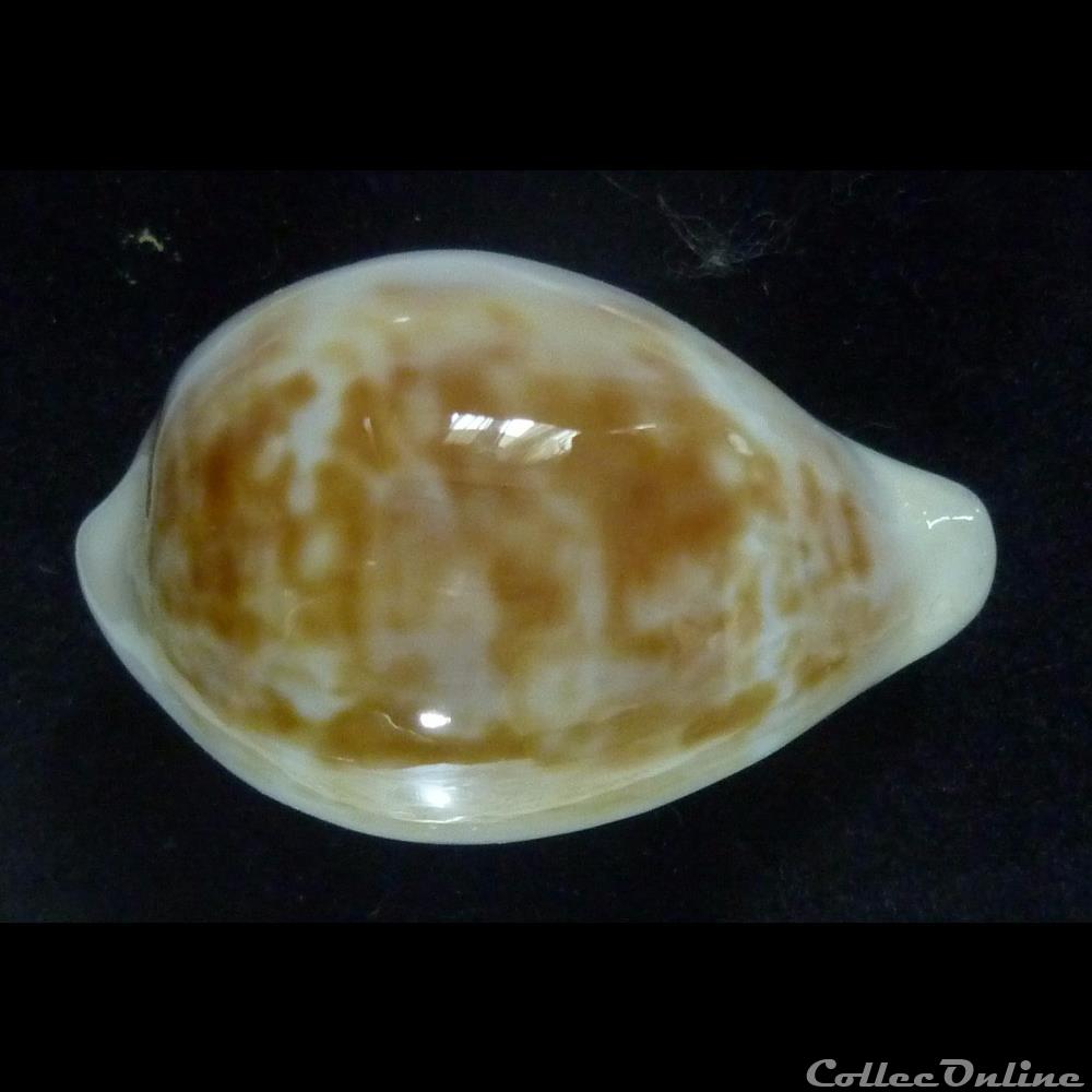 angelicae coquillages fossiles gastropoda angelicae