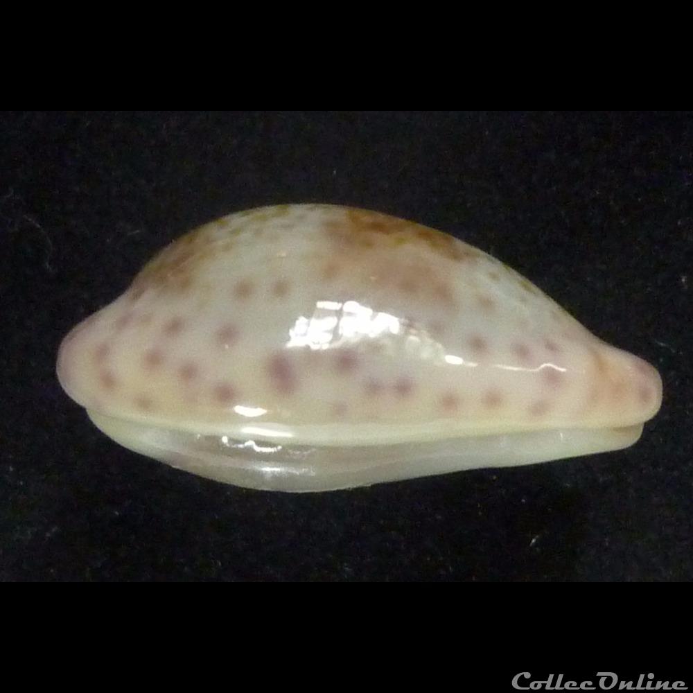 coquillages fossiles gastropoda sanguinolenta