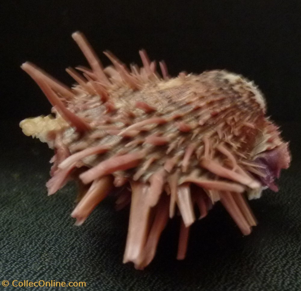zonalis 3 coquillages fossiles bivalvia zonalis