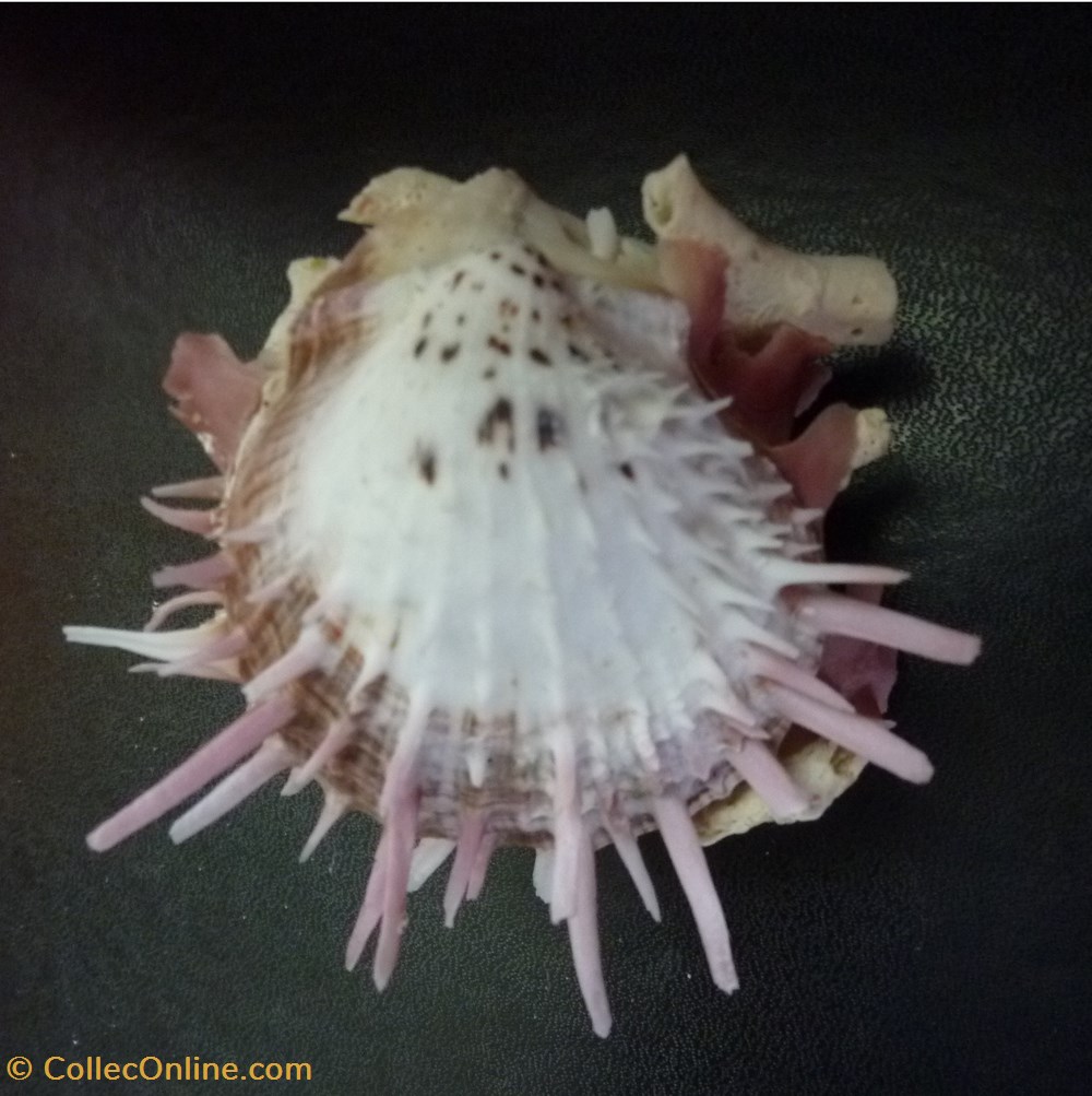 versicolor coquillages fossiles bivalvia versicolor