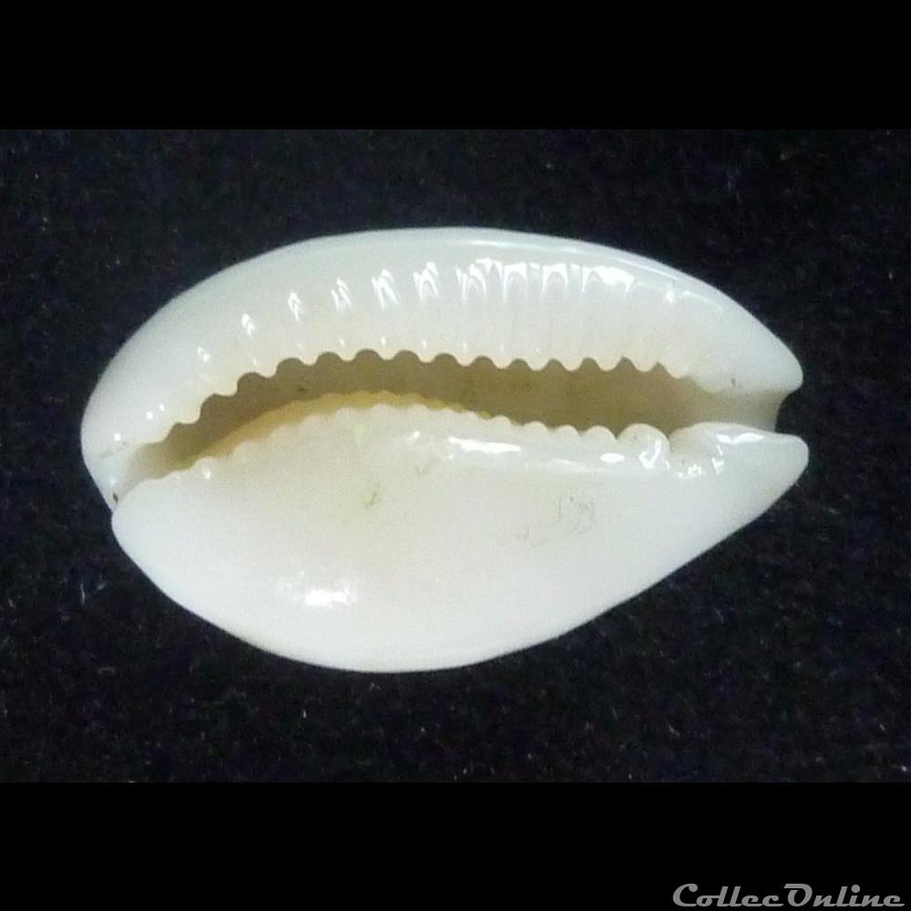 coquillages fossiles gastropoda pour essai