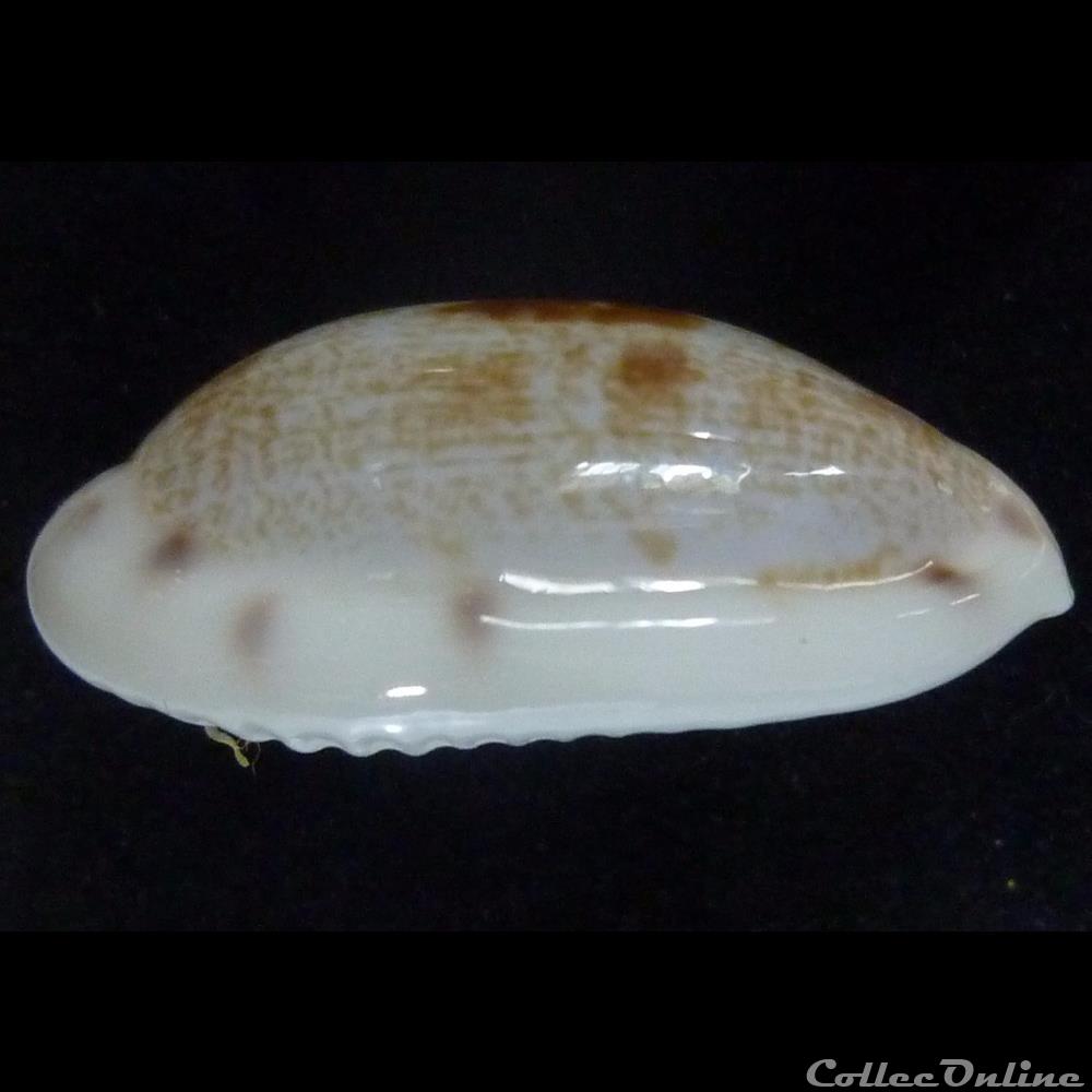 coquillages fossiles gastropoda pelluscens nv alisonae