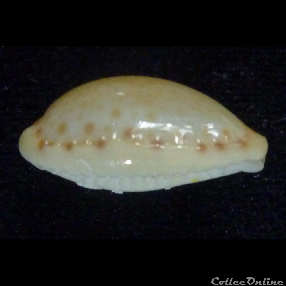 spurca nv. cascabulorum 3 coquillages fossiles gastropoda spurca nv cascabulorum