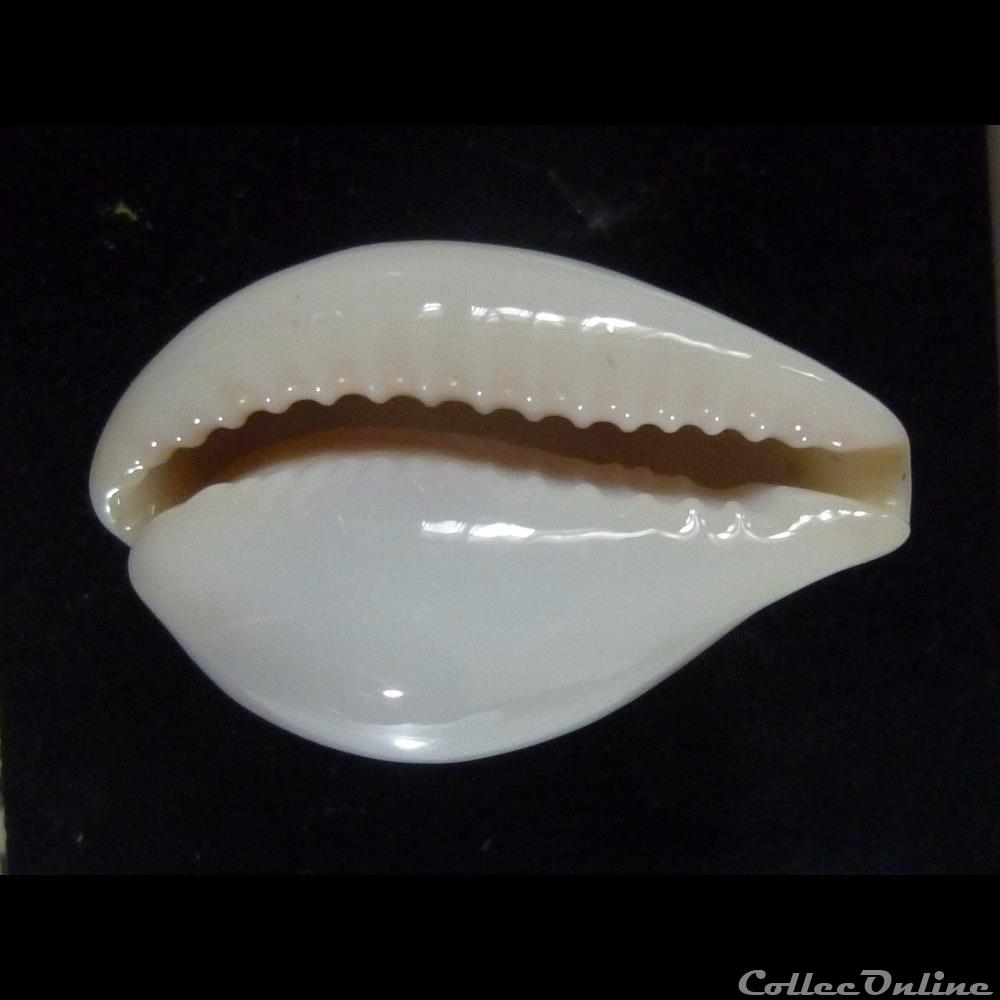 angelicae 2 coquillages fossiles gastropoda angelicae