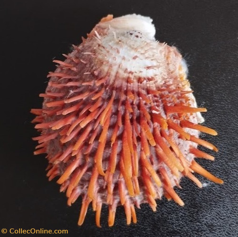 butleri coquillages fossiles bivalvia butleri