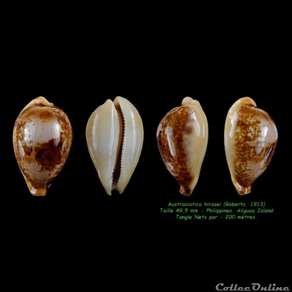 coquillages fossiles hirasei