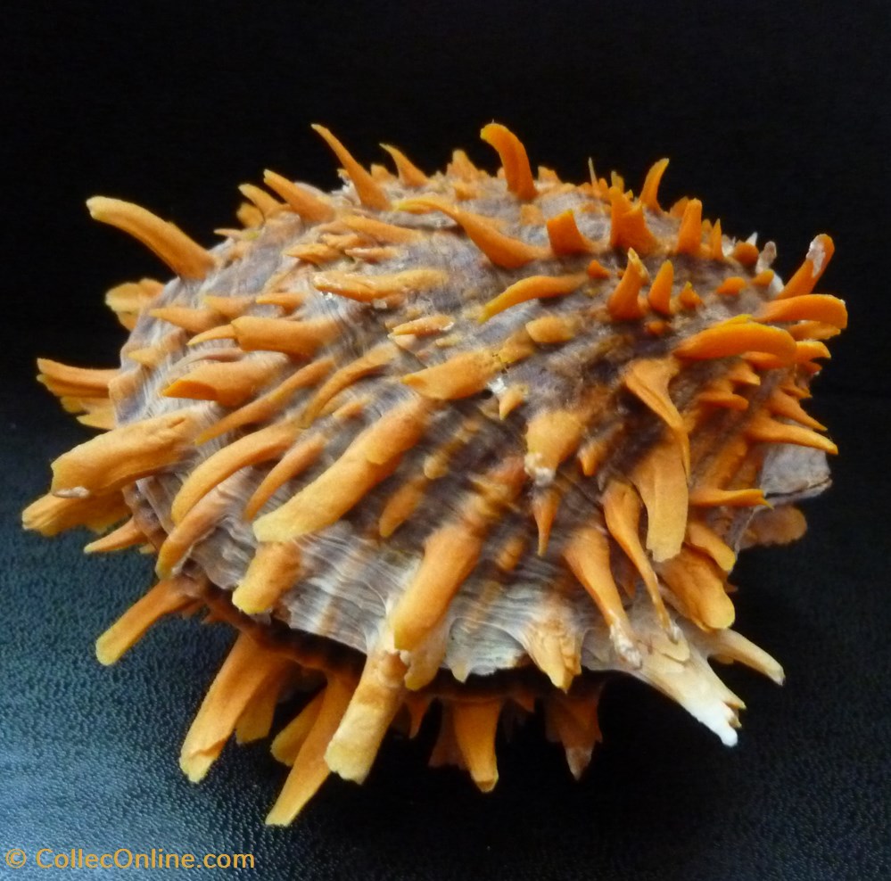 zonalis 3 coquillages fossiles bivalvia zonalis