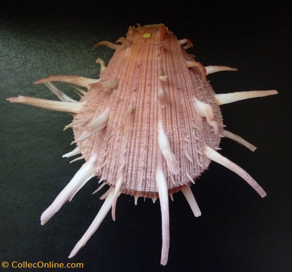 coquillages fossiles bivalvia regius