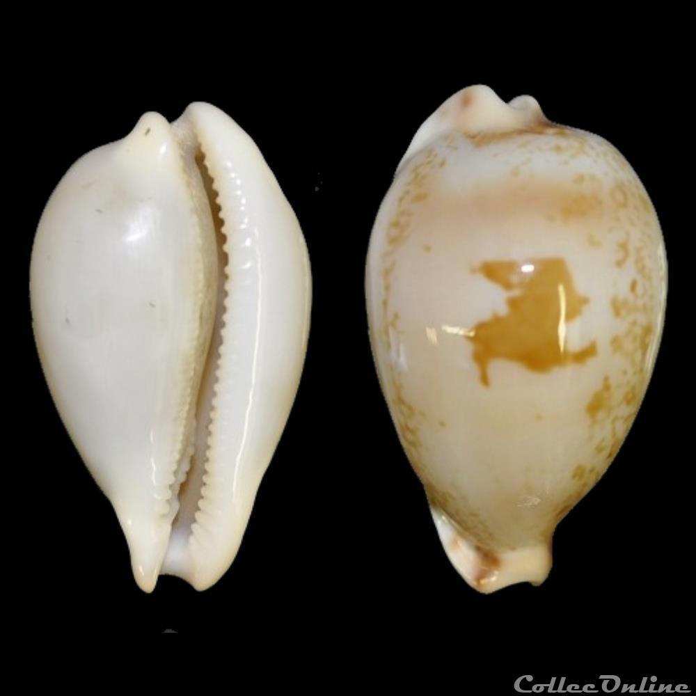 coquillages fossiles hirasei