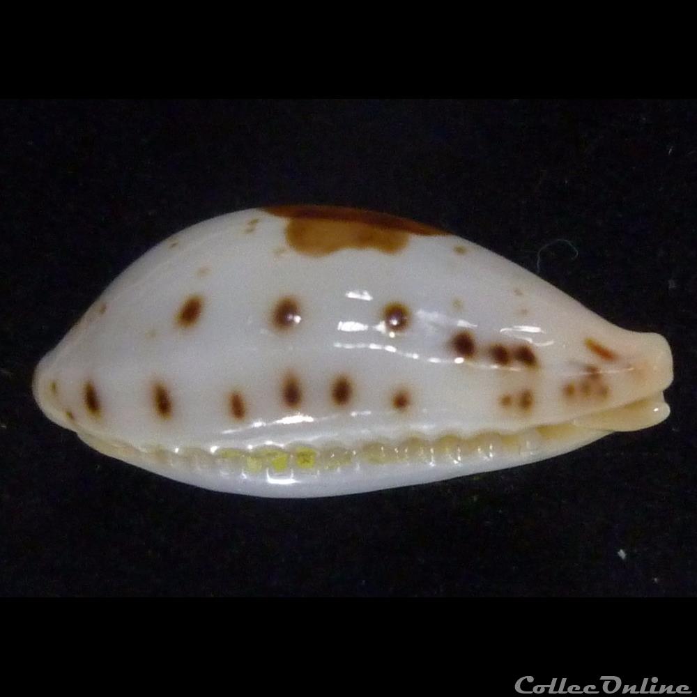 saulae nv. siasensis 3 coquillages fossiles gastropoda saulae nv siasensis