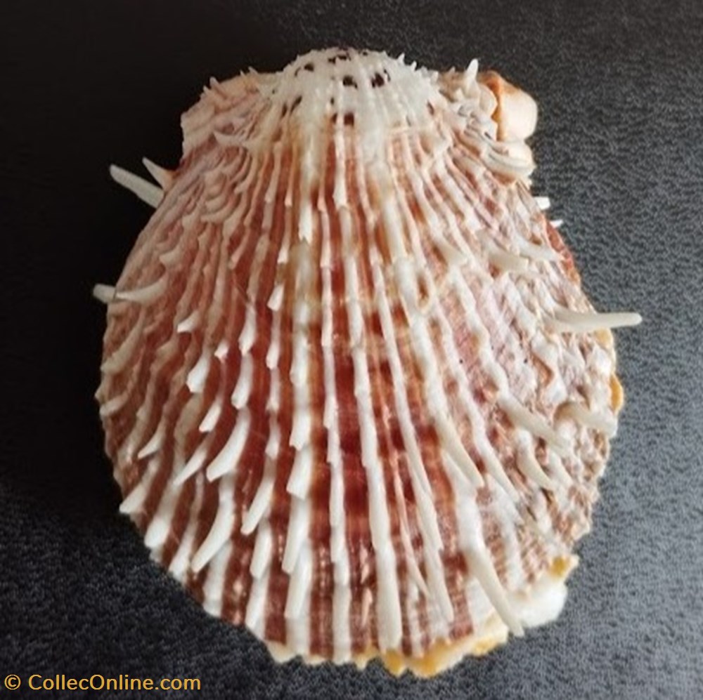 cuneus coquillages fossiles bivalvia cuneus
