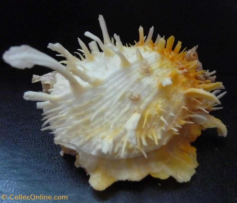 americanus 3 coquillages fossiles bivalvia americanus