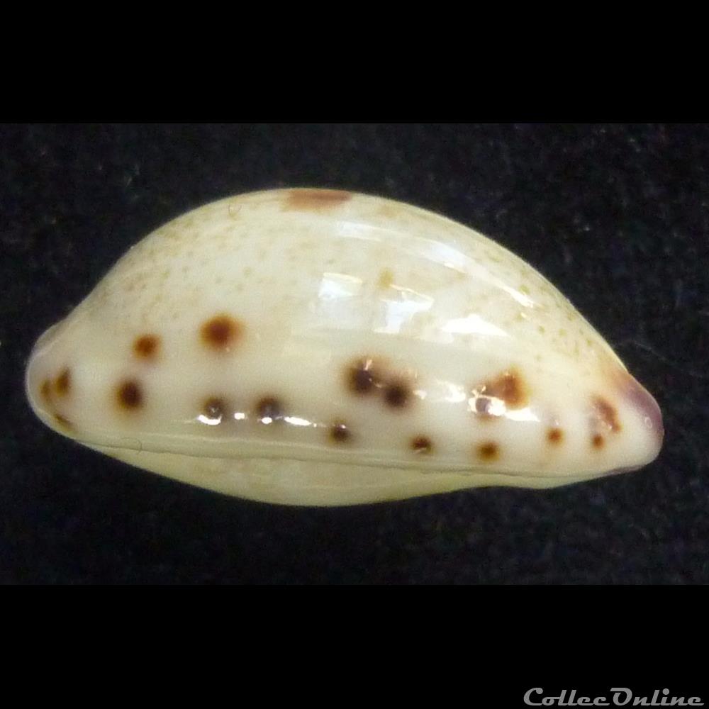 Gracilis gracilis f. japonica - Shells & Fossils - Gastropoda