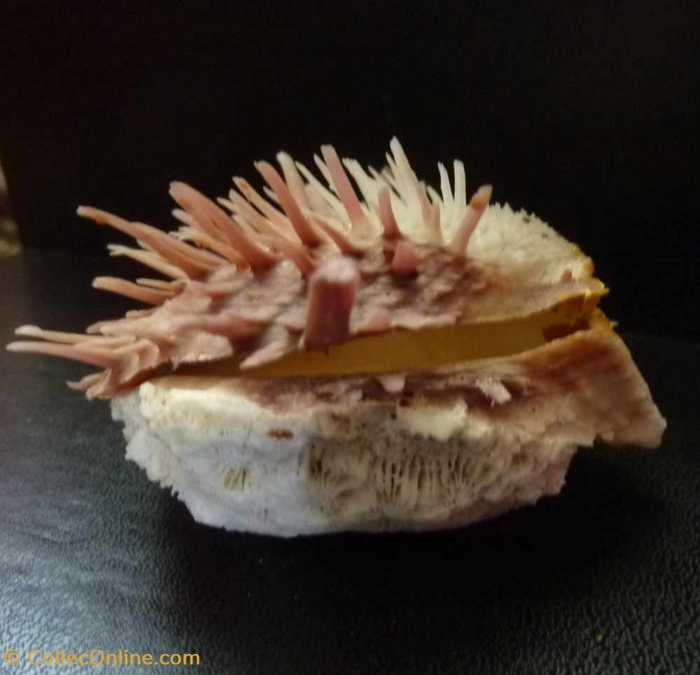 zonalis 3 coquillages fossiles bivalvia zonalis