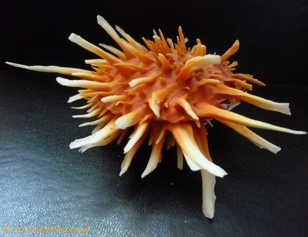 princeps 3 coquillages fossiles bivalvia princeps