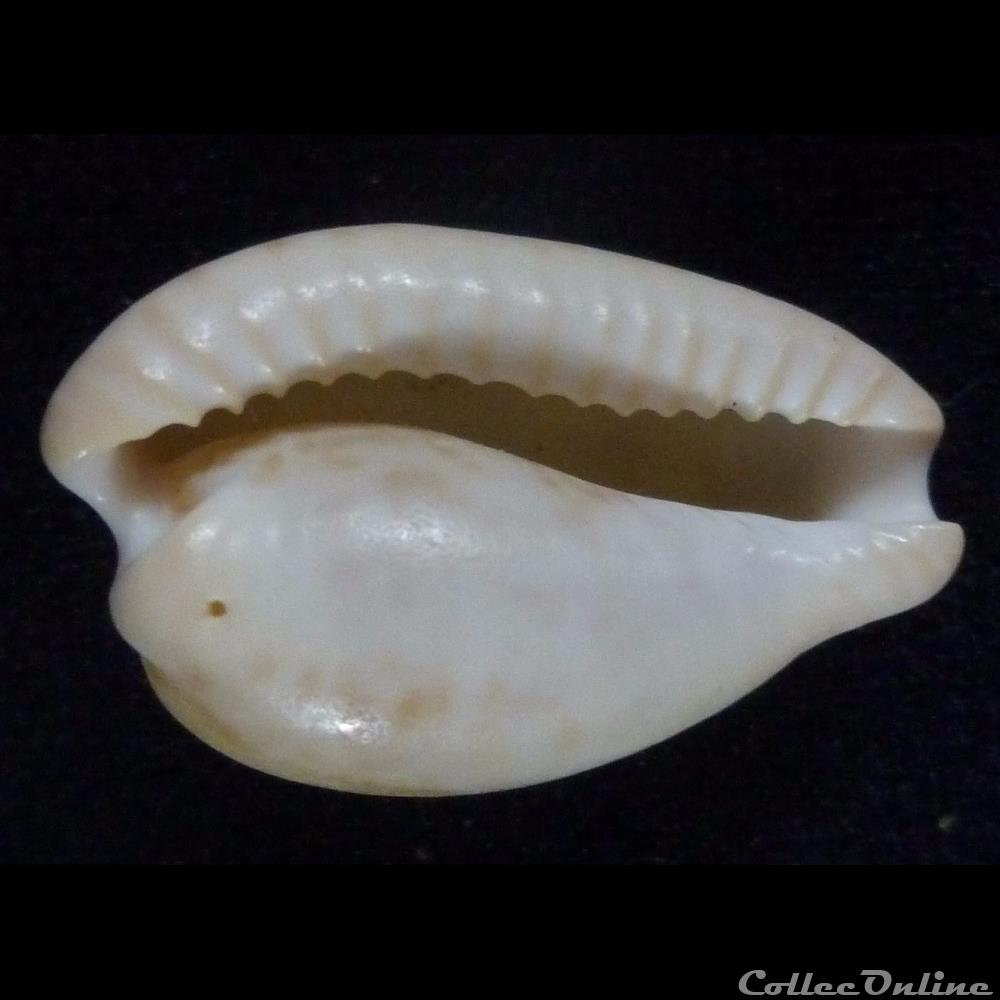 cohenae 2 coquillages fossiles gastropoda cohenae