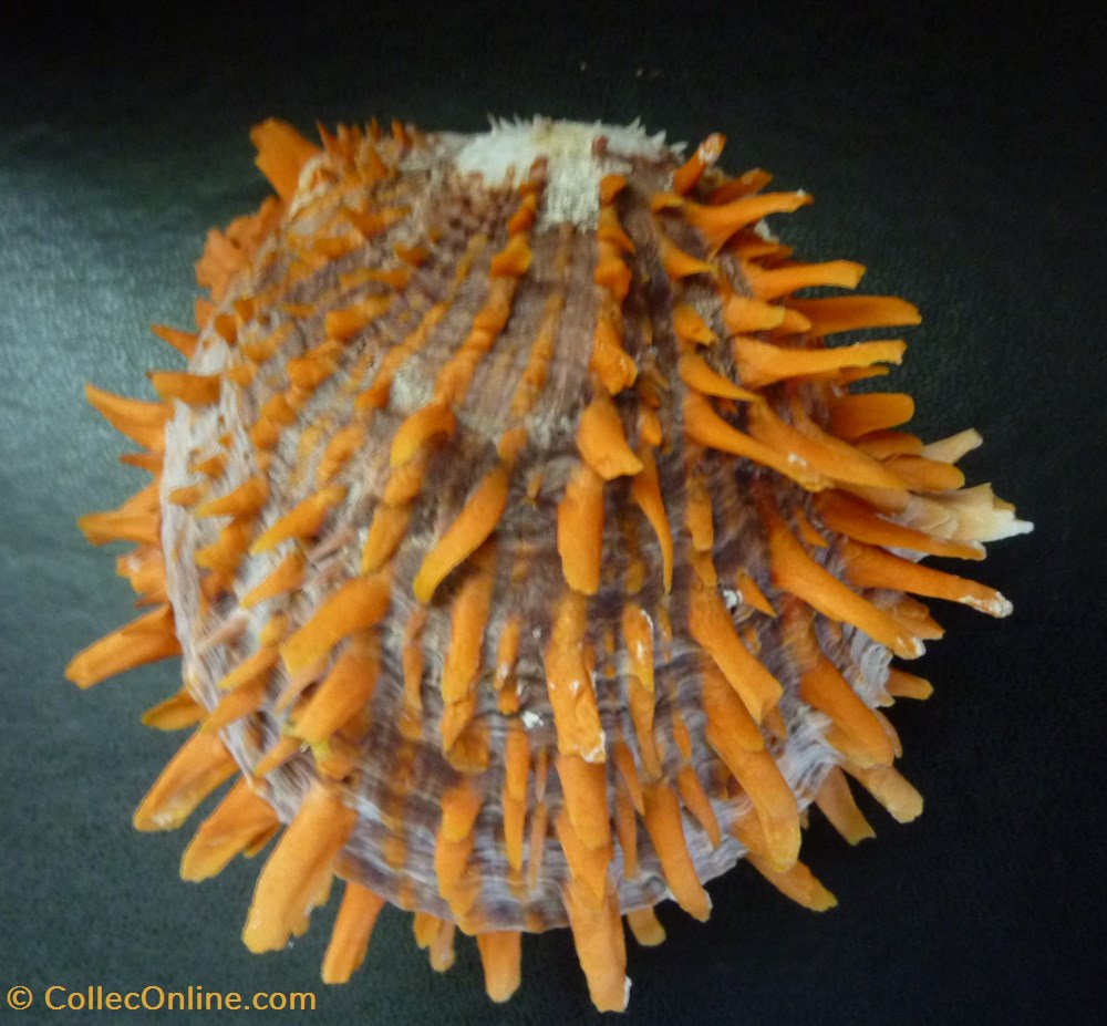 zonalis coquillages fossiles bivalvia zonalis