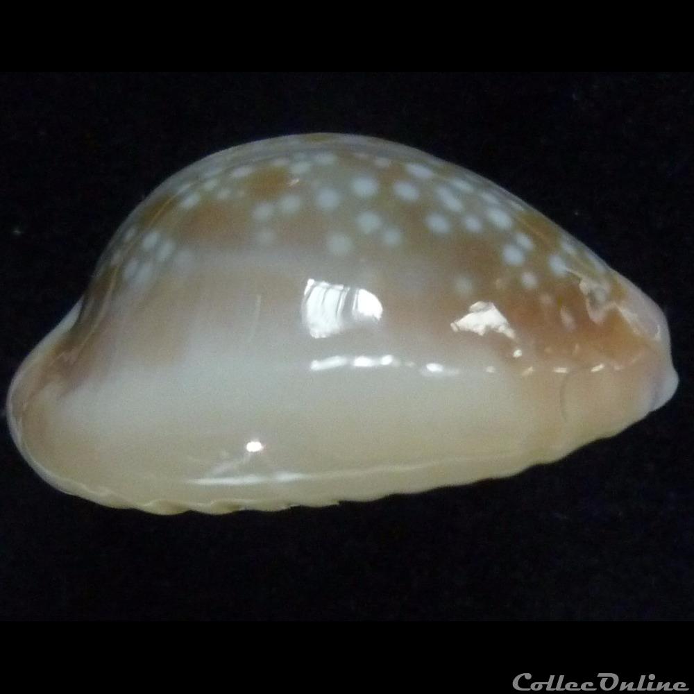 coquillages fossiles gastropoda helvola hawaiensis