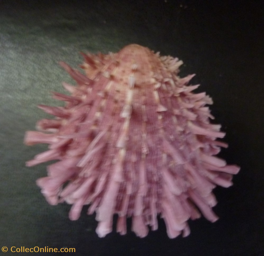 multisetosus coquillages fossiles bivalvia multisetosus