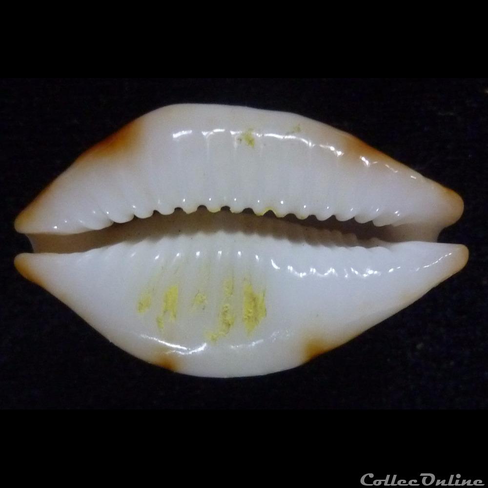 stolida crossei nv. rostrata 2 coquillages fossiles gastropoda stolida crossei nv rostrata
