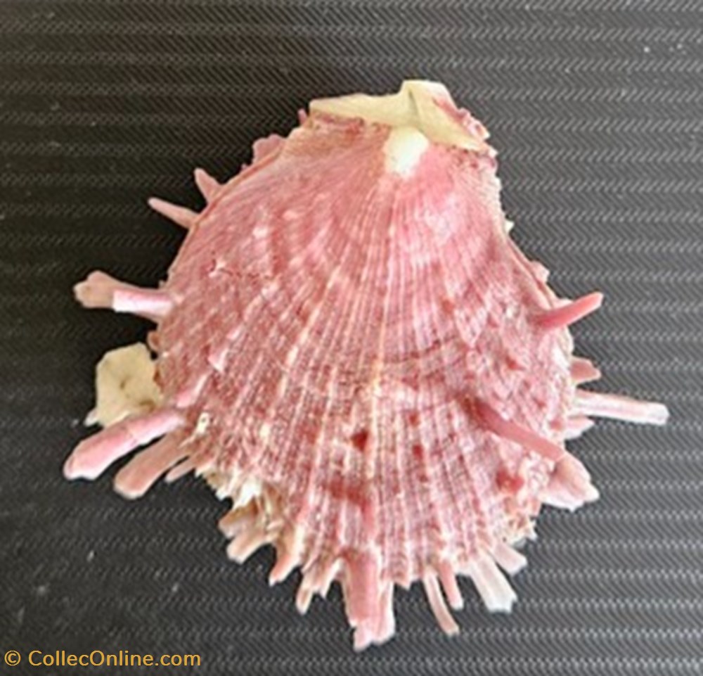 coquillages fossiles bivalvia gaedoporus