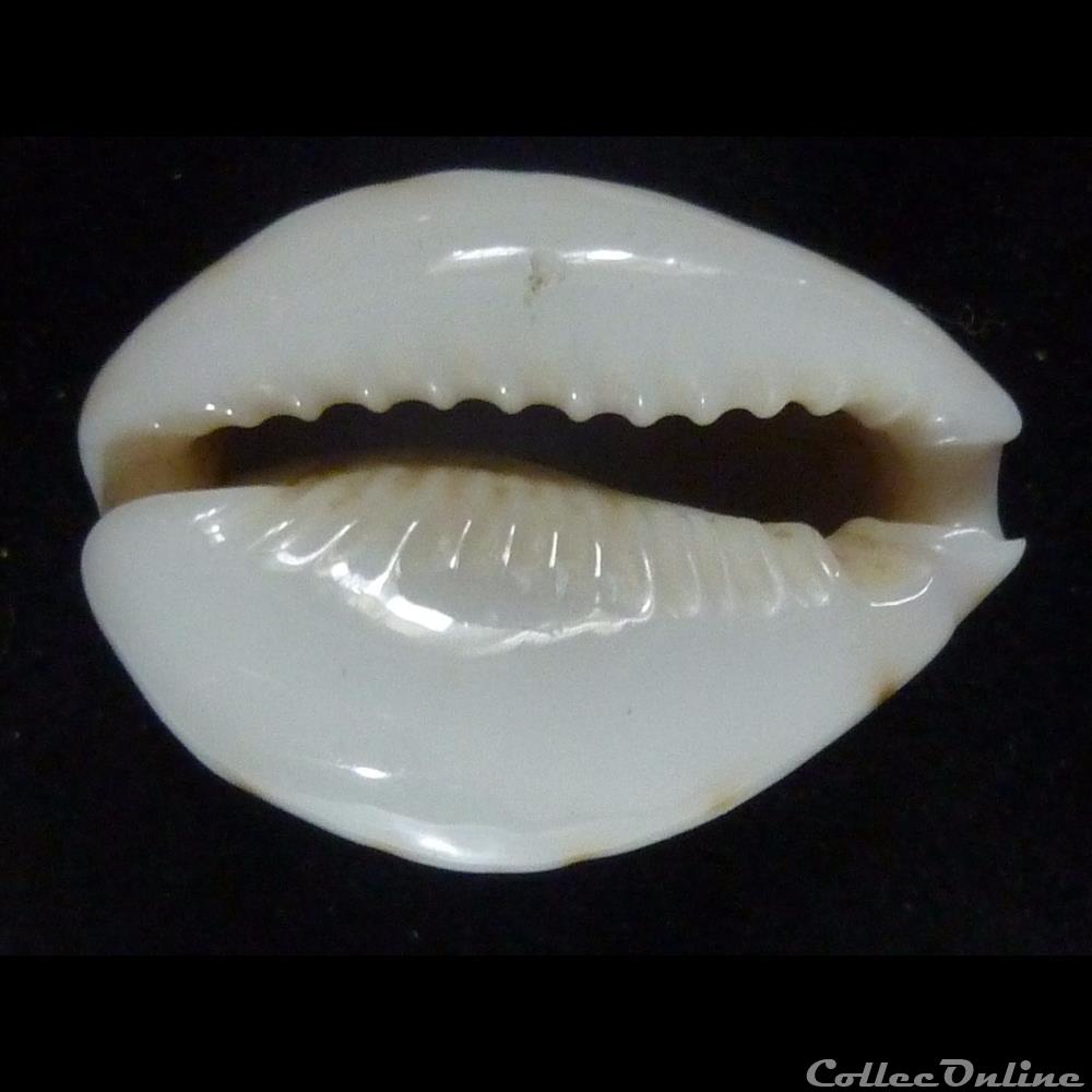 coquillages fossiles gastropoda turdus nv pardalina