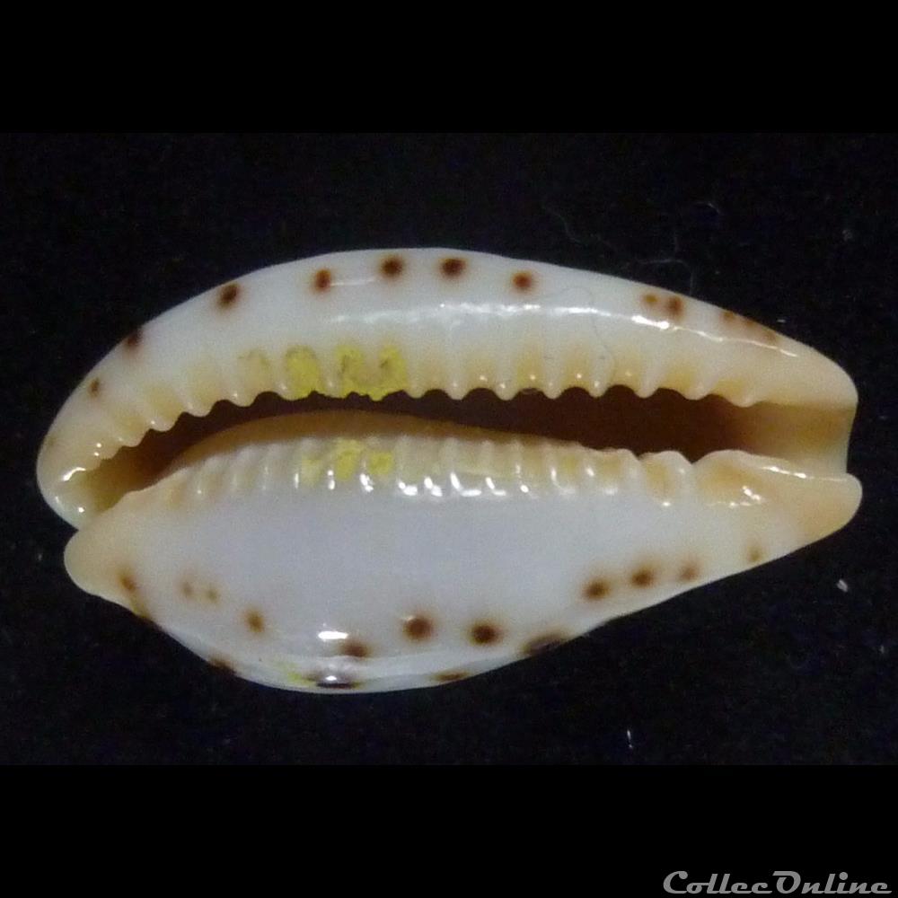 saulae nv. siasensis 2 coquillages fossiles gastropoda saulae nv siasensis