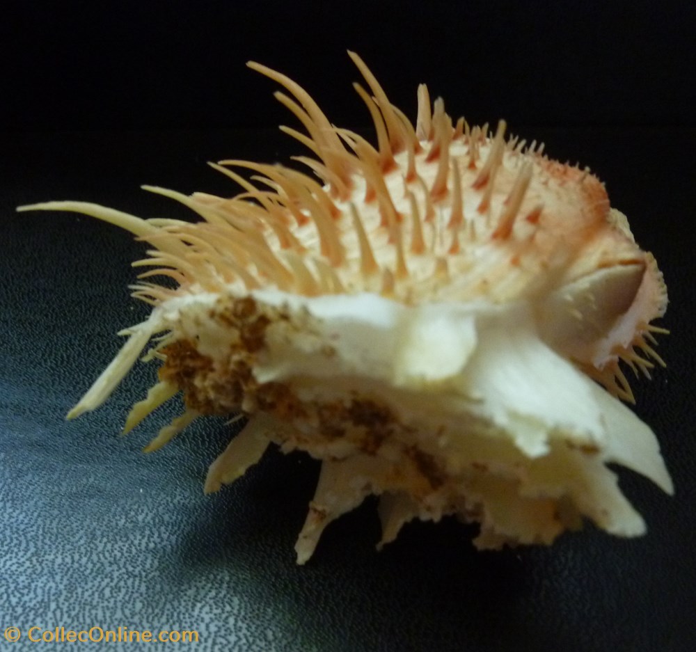 americanus 2 coquillages fossiles bivalvia americanus