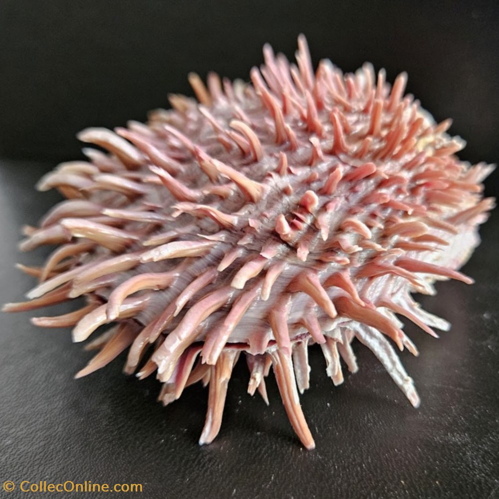 cuneus 3 coquillages fossiles bivalvia cuneus