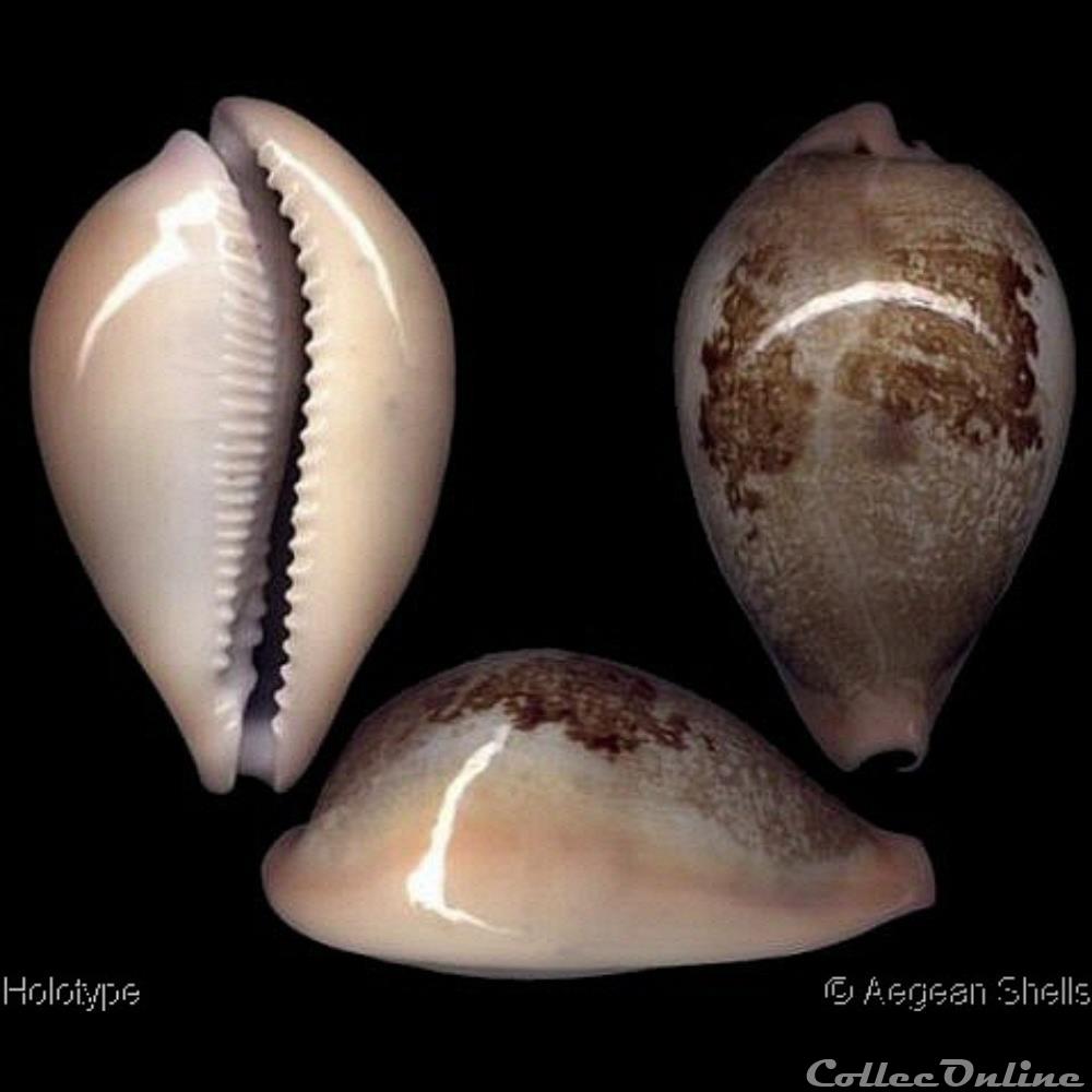 coquillages fossiles alexhuberti