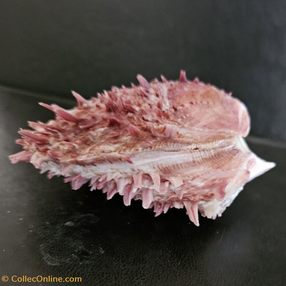 coquillages fossiles bivalvia cuneus