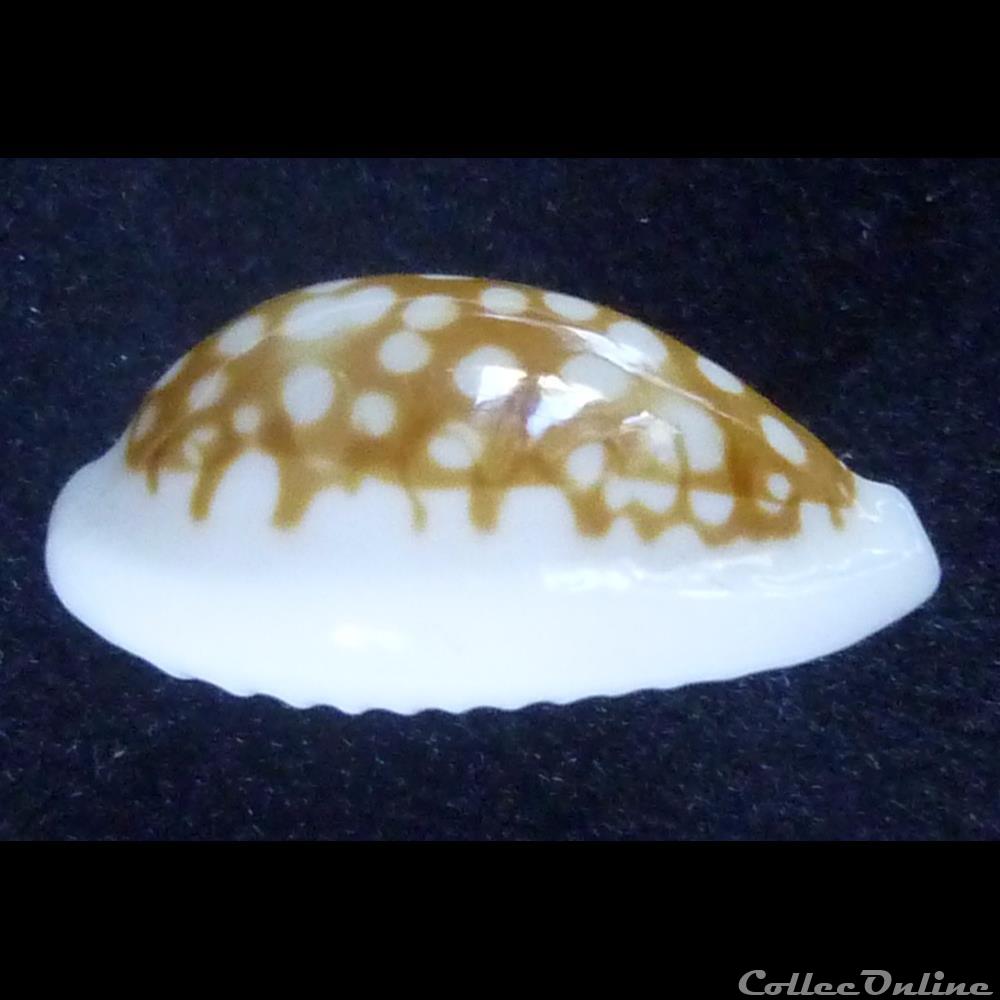 coquillages fossiles gastropoda pour essai