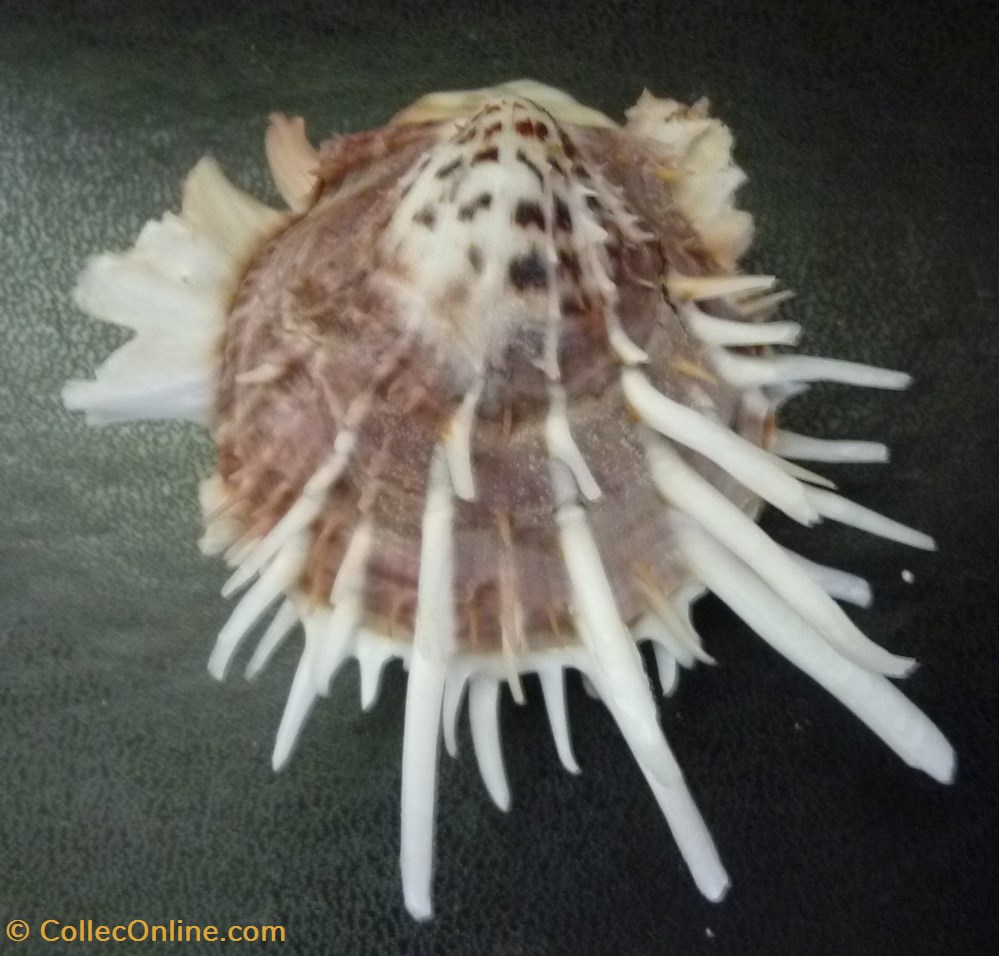 zonalis coquillages fossiles bivalvia zonalis