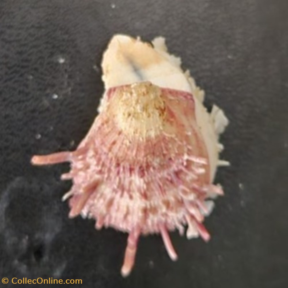 coquillages fossiles bivalvia gaedoporus