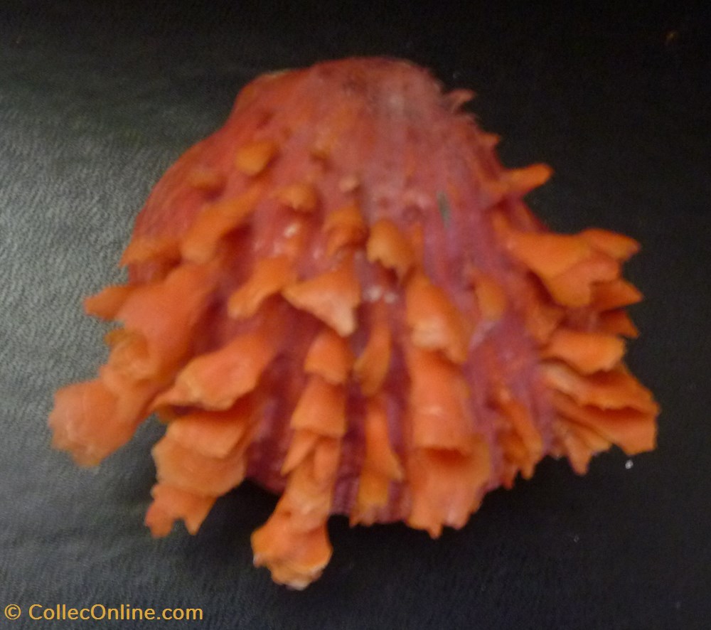 senegalensis coquillages fossiles bivalvia senegalensis