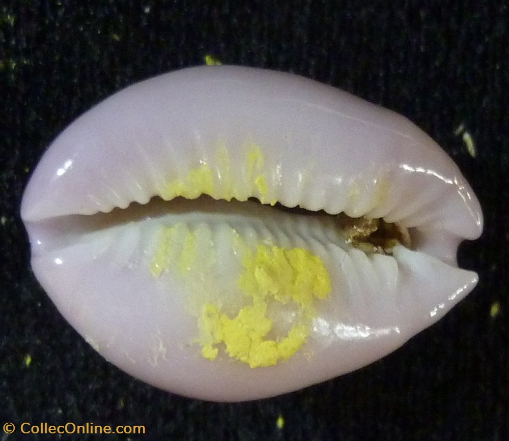 coquillages fossiles gastropoda poraria