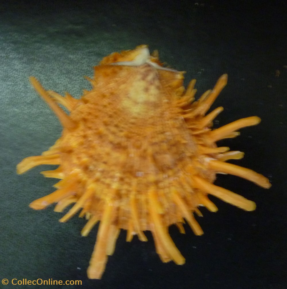 croceus coquillages fossiles bivalvia croceus