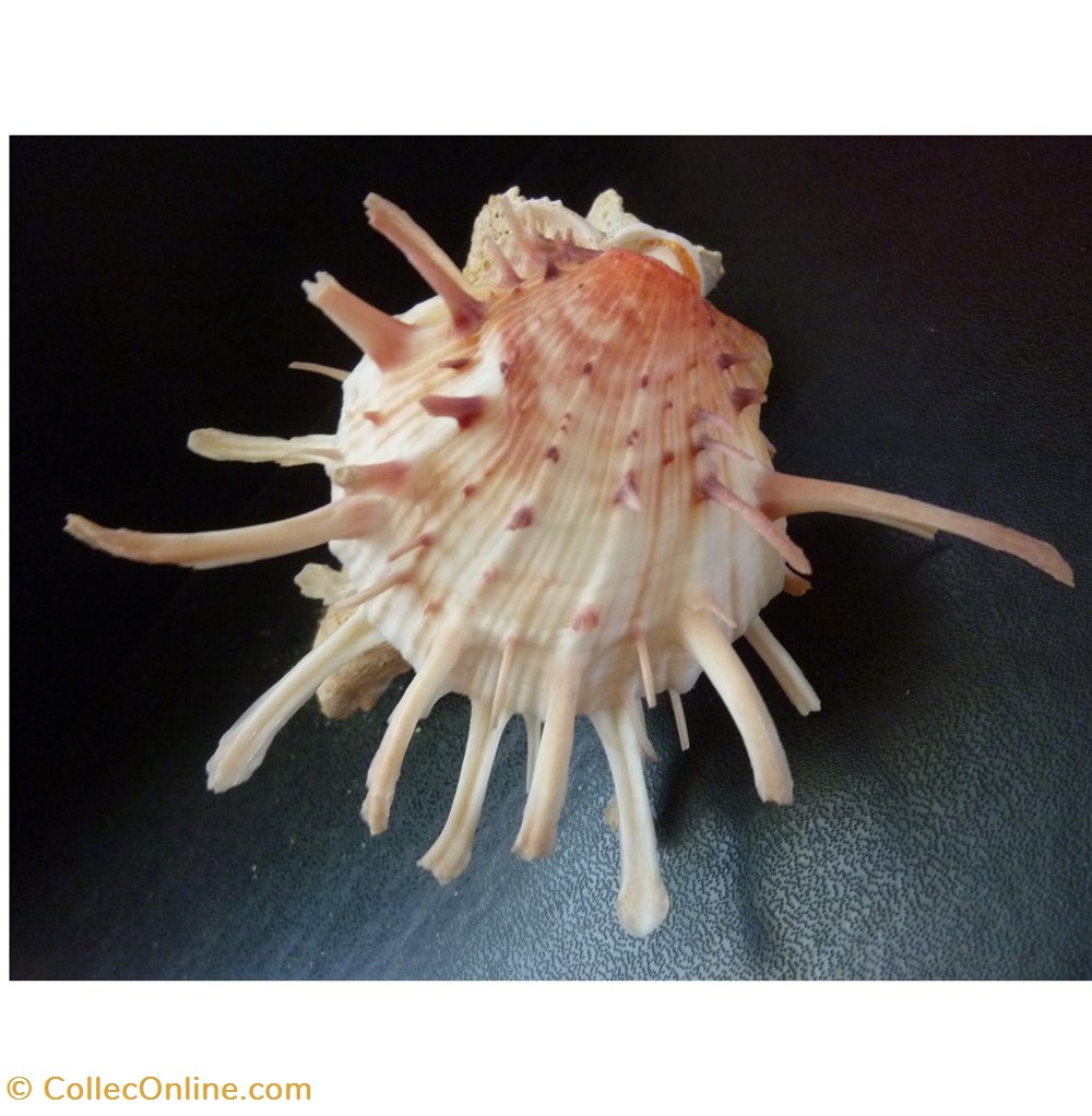 americanus coquillages fossiles bivalvia americanus