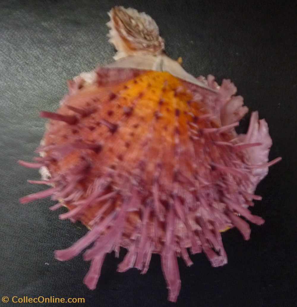 americanus coquillages fossiles bivalvia americanus